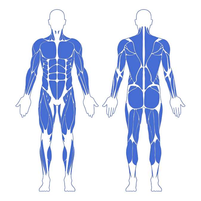Strength Guide Full Body Strength Guide Full Body